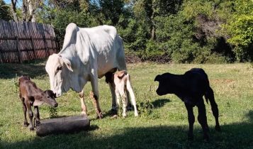 Vaca dá à luz bezerros trigêmeos no interior de SP: ‘Nunca vi nada parecido’, afirma criador