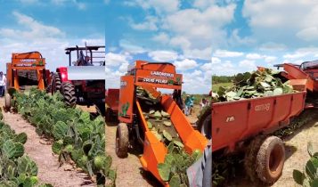 1 Brasil ganha primeira colheitadeira de palma forrageira