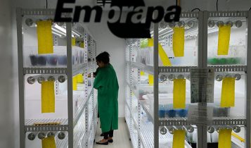 MP modifica marco regulatório para emergências fitossanitárias