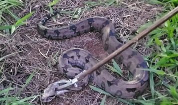 FOTOS: Jiboia é capturada devorando galinha em sítio, na zona rural de Guaxupé, MG