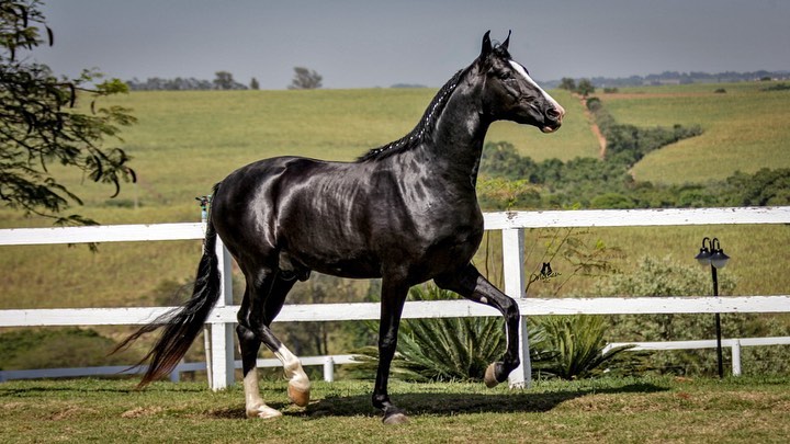 3º Leilão Entre Amigos traz exemplares com o melhor da raça Mangalarga