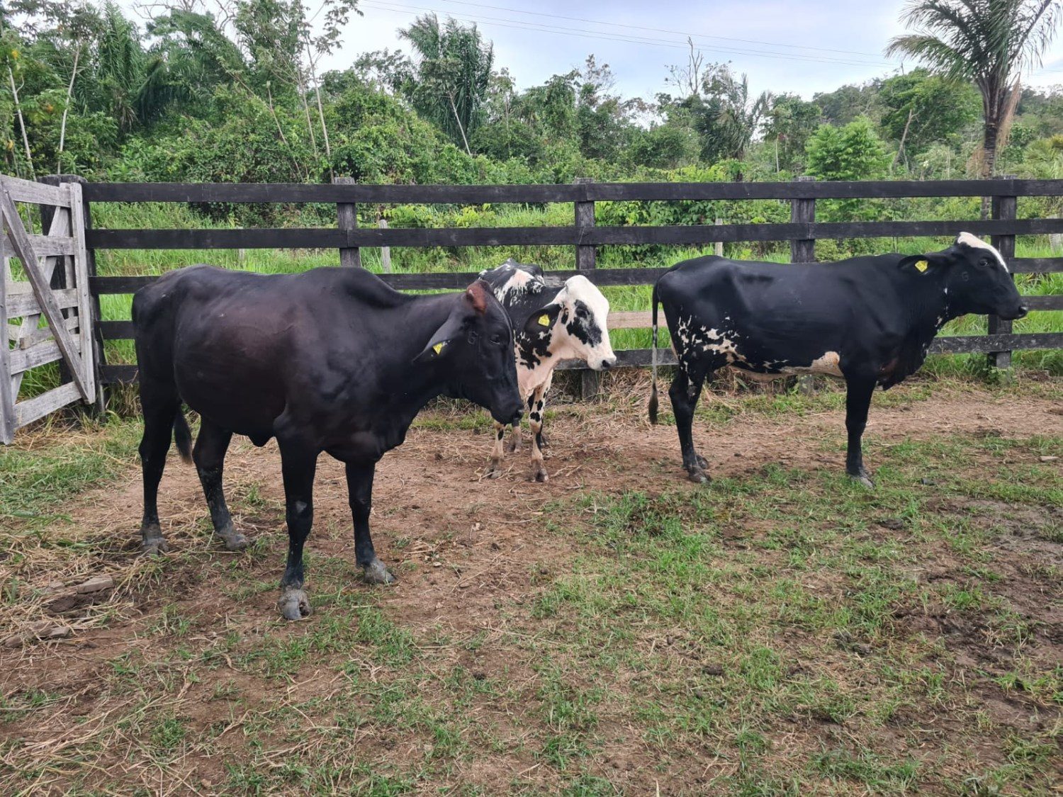 Animais da Fazenda Juazeiro