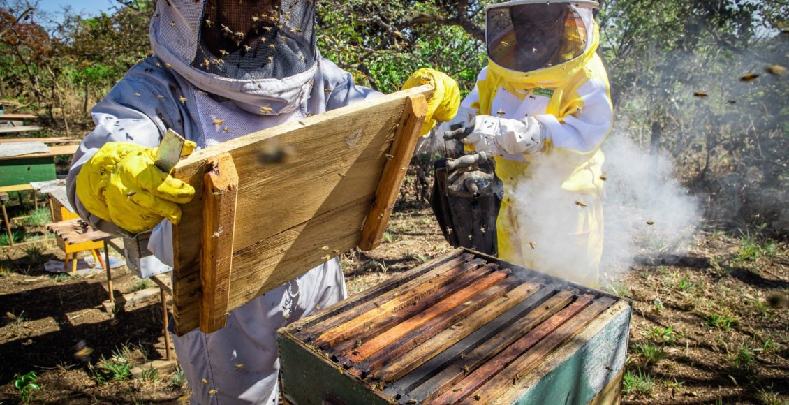 Apicultura, criação de abelhas com ferrão. Abelha, mel apiário