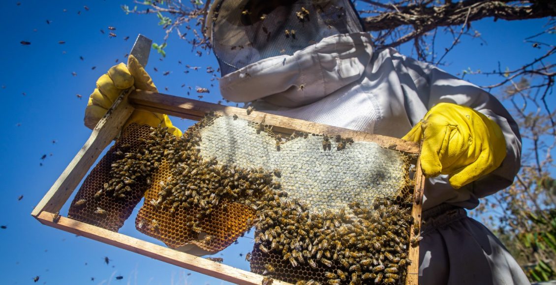 Apicultura, criação de abelhas com ferrão. Abelha, mel apiário