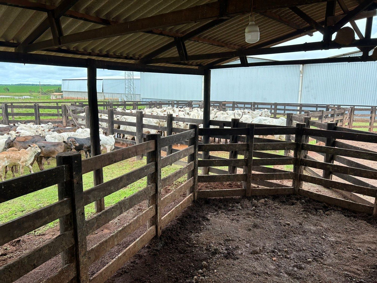 Associação dos Criadores de Mato Grosso participa de evento que celebra última vacinação contra febre aftosa em Mato Grosso