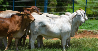 Casa-Branca-e-bicampea-nas-femeas-participantes-da-2-Prova-de-Eficiencia-e-Performance-Brahman-Boi-Com-Bula-foto-divulgacao-1