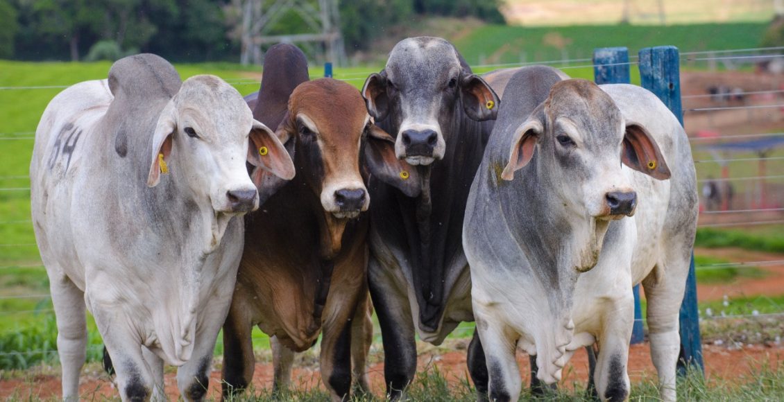 Casa-Branca-e-bicampea-nas-femeas-participantes-da-2-Prova-de-Eficiencia-e-Performance-Brahman-Boi-Com-Bula-foto-divulgacao-1