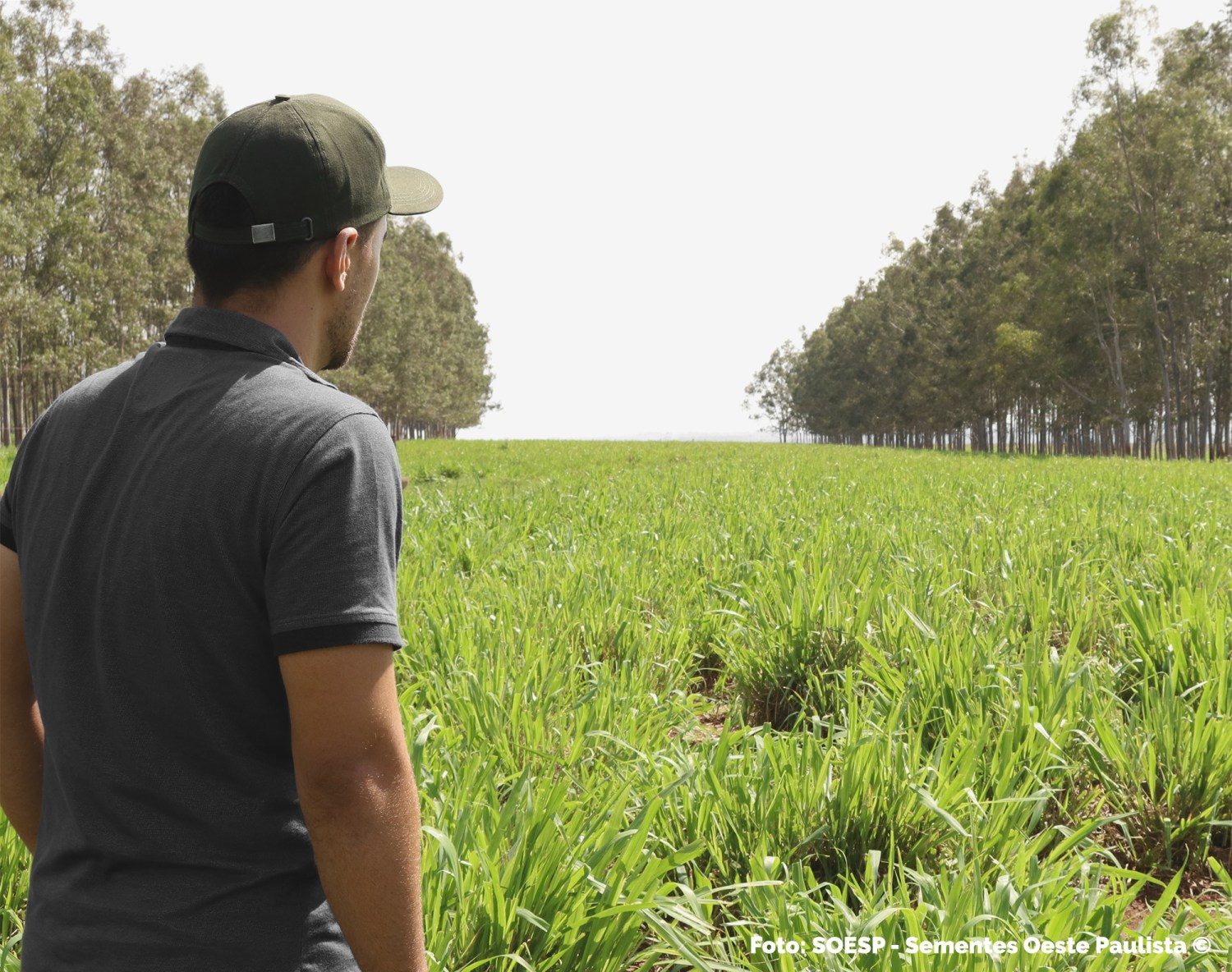 Esperar sementear não é mais uma boa estratégia de manejo