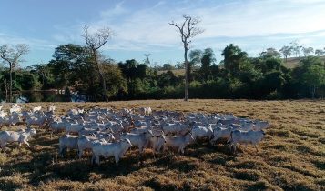 Grupo brasileiro vai integrar diretoria da Mesa Global da Carne Sustentável