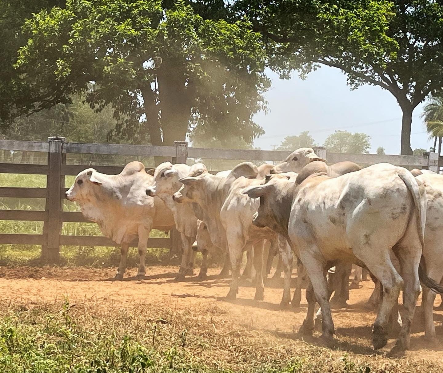 Genética de animais Nelore contribui para ganho de peso diário de até 1,2 kg e carne de qualidade