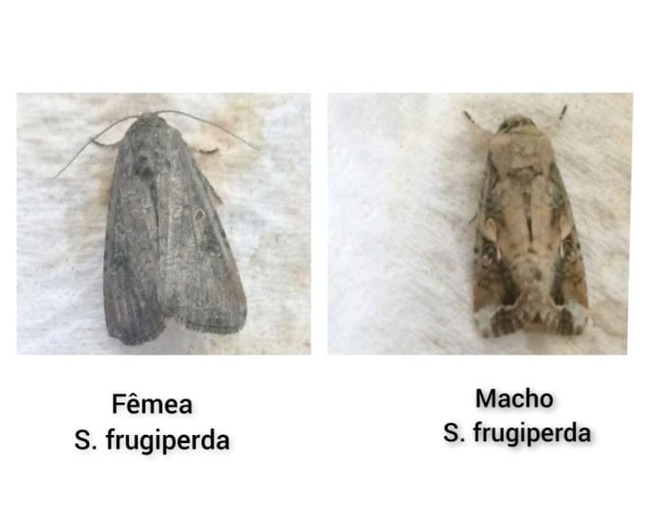 Incidência da lagarta Spodoptera frugiperda aumenta nos últimos anos