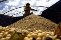 Ucrânia inicia colheita de grãos de 2023