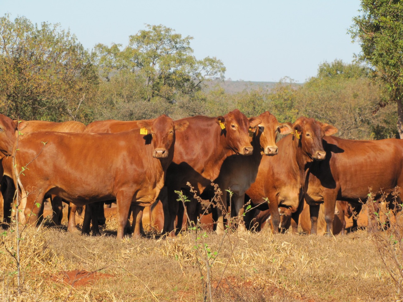 MTN-Montana-da-Barra-investe-na-raca-bovina-ha-quase-tres-decadas-foto-divulgacao