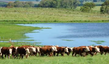 Pecuarista gaúcho amarga baixa de preços ao longo do ano de 2022