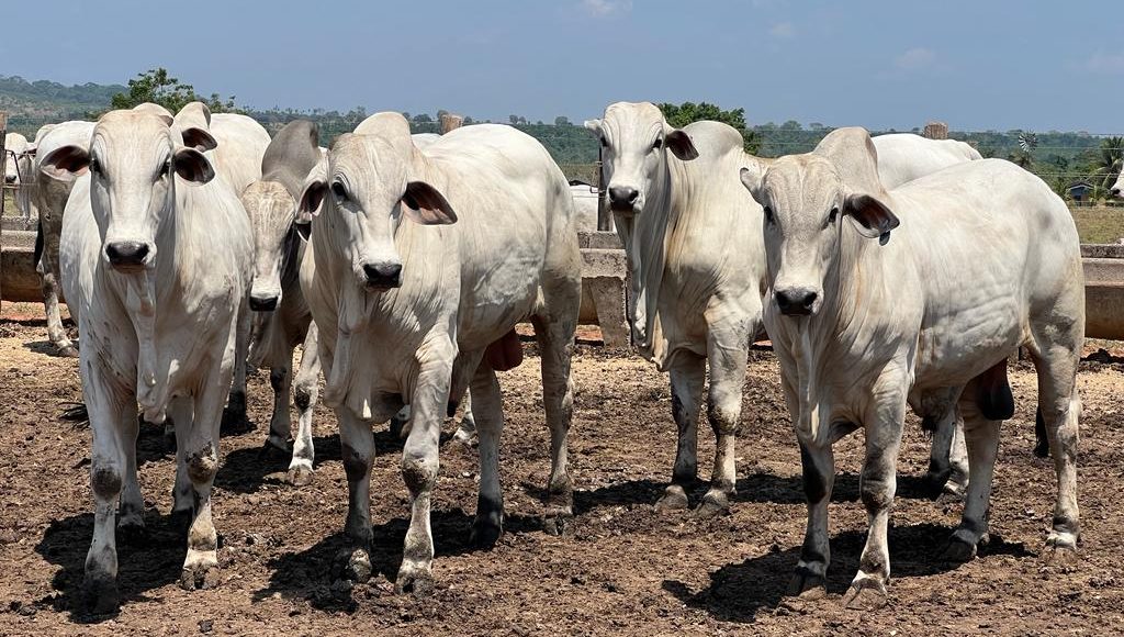 Polioencefalomalácia em bovinos