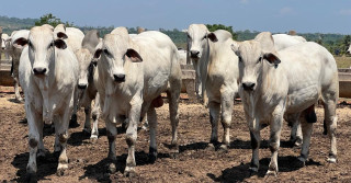 Polioencefalomalácia em bovinos