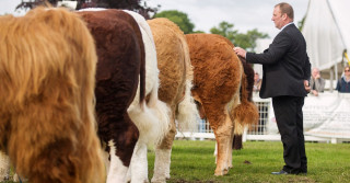 Royal Highland Show - limousin 5