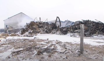 Cerca de 140 vacas leiteiras morrem em incêndio; Vídeo