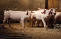 Suínos/Cepea: Carne inicia mês com reações de preço