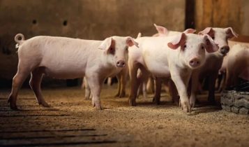 Suínos/Cepea: Carne inicia mês com reações de preço