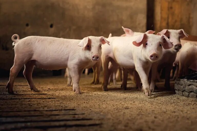Suínos/Cepea: Carne inicia mês com reações de preço