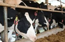 Emater/RS: oferta de alimento para bovinos leiteiros segue limitada