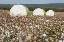 bobinas de algodao colhidos na lavoura -