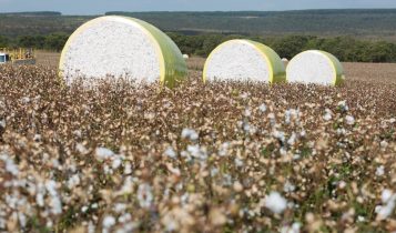 bobinas de algodao colhidos na lavoura -