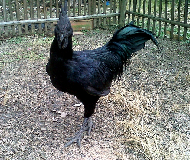 Ayam Cemani