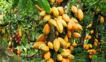 Comissão de Agricultura discute mudança nas regras para importação de cacau africano