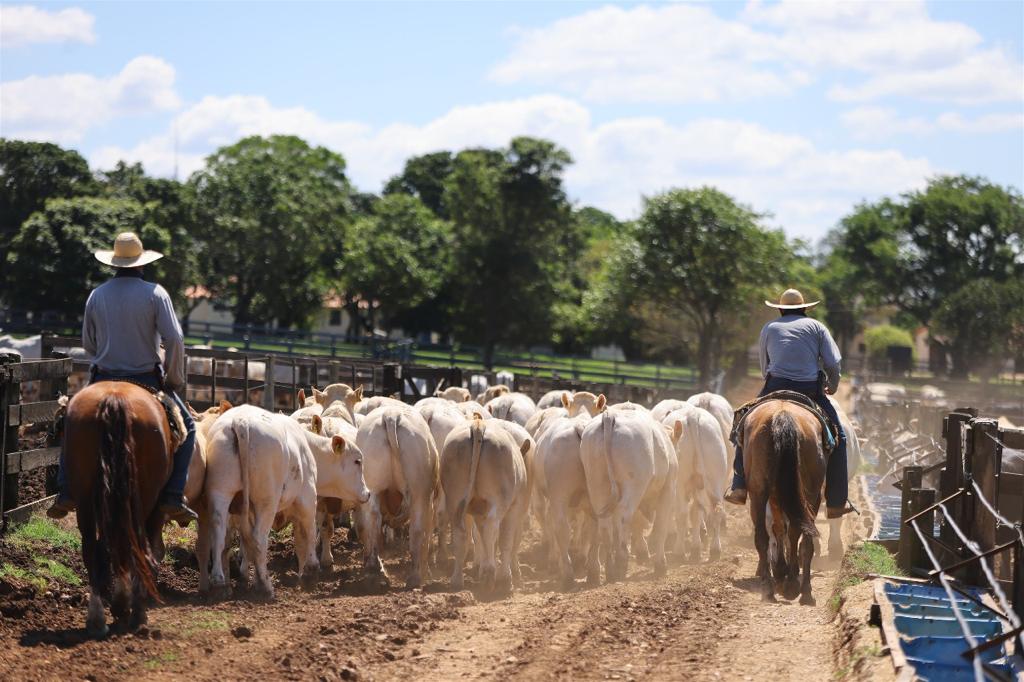 canchim ilma agropecuaria - angatuba- 3