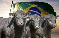 carne angus do brasil