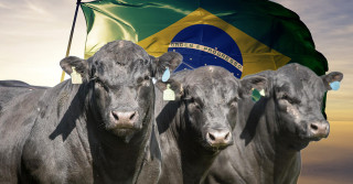 carne angus do brasil