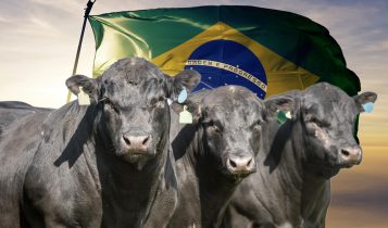 carne angus do brasil