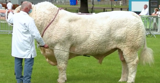 Supreme Champion AJR farms / Foto: British Charolais Cattle Society