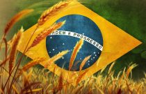 colheita trigo bandeira Brasil - Compre Rural