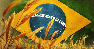 colheita trigo bandeira Brasil - Compre Rural