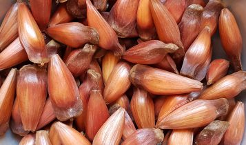 Projeto de bioeconomia vai alavancar agroindústria de pinhão e gerar renda a pequenos produtores rurais