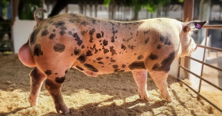 cruzamento suino - duroc x pietran GP6030