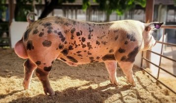 cruzamento suino - duroc x pietran GP6030