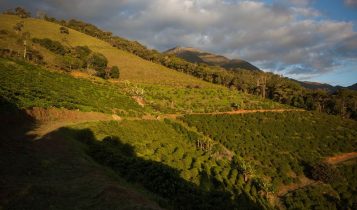 Trator de esteira com haste subsoladora traseira abre sulco de plantio de café em área declivosa