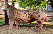 duroc x pietran - reprodutor terminador