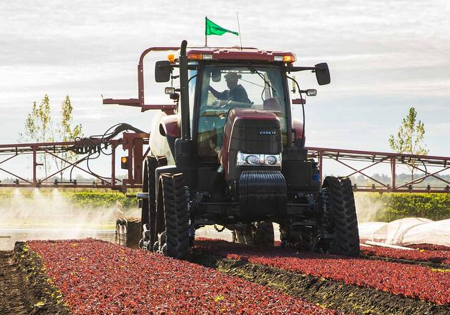 Mais econômicas e com baixo custo de manutenção, esteiras ganham mercado agro no Brasil