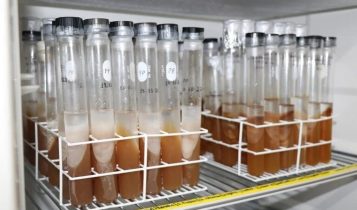 Laboratório de Produtos Florestais publica coleção de fungos xilógrafos em plataforma nacional sobre biodiversidade