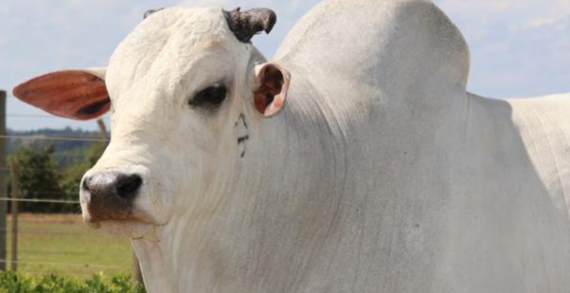 kebec da cacheado - touro nelore