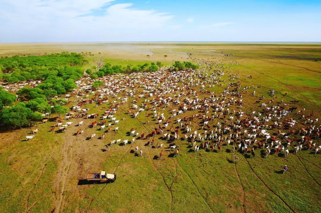 manejo de gado em fazenda na australia