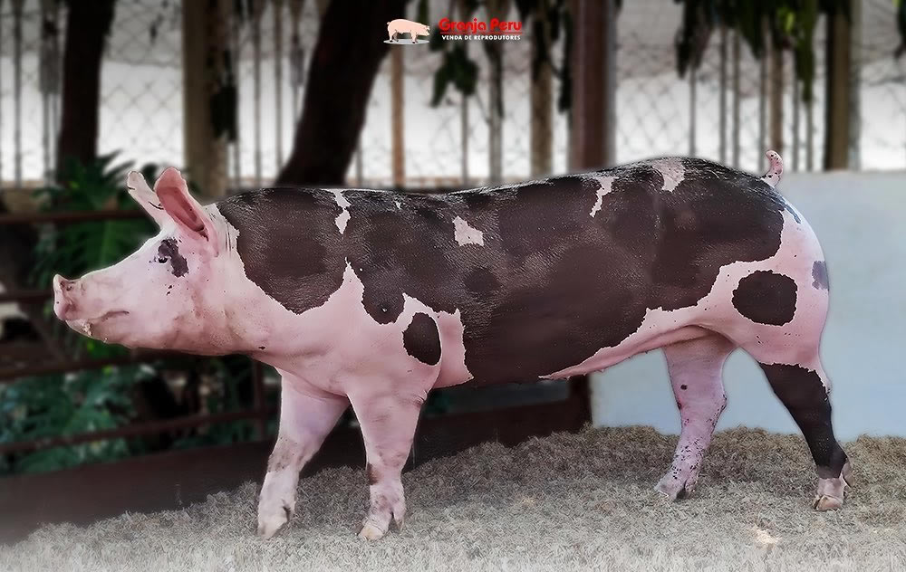 matriz Pietrain foi aperfeiçoada para a produção de carne e carcaça