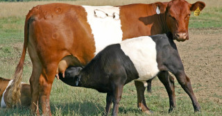 raca de gado de corte buelingo