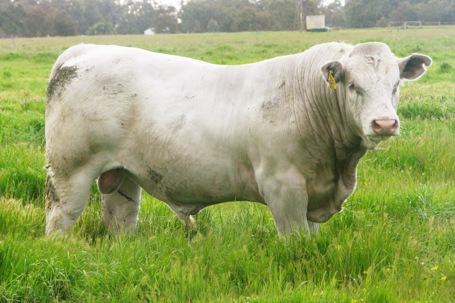 touro charoles a campo - cruzamento