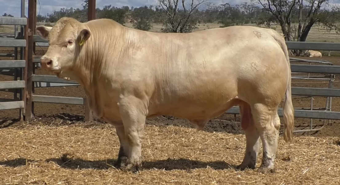 touro charoles australiano